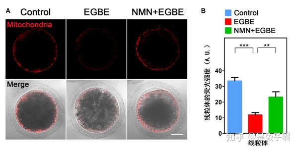 南京农业大学研究表明补充NMN可保护卵母细胞免受乙二醇丁醚等工业环境污染 - 知乎