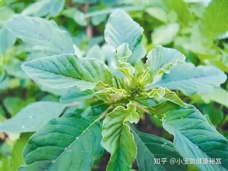 31种路边常见中草药 - 知乎