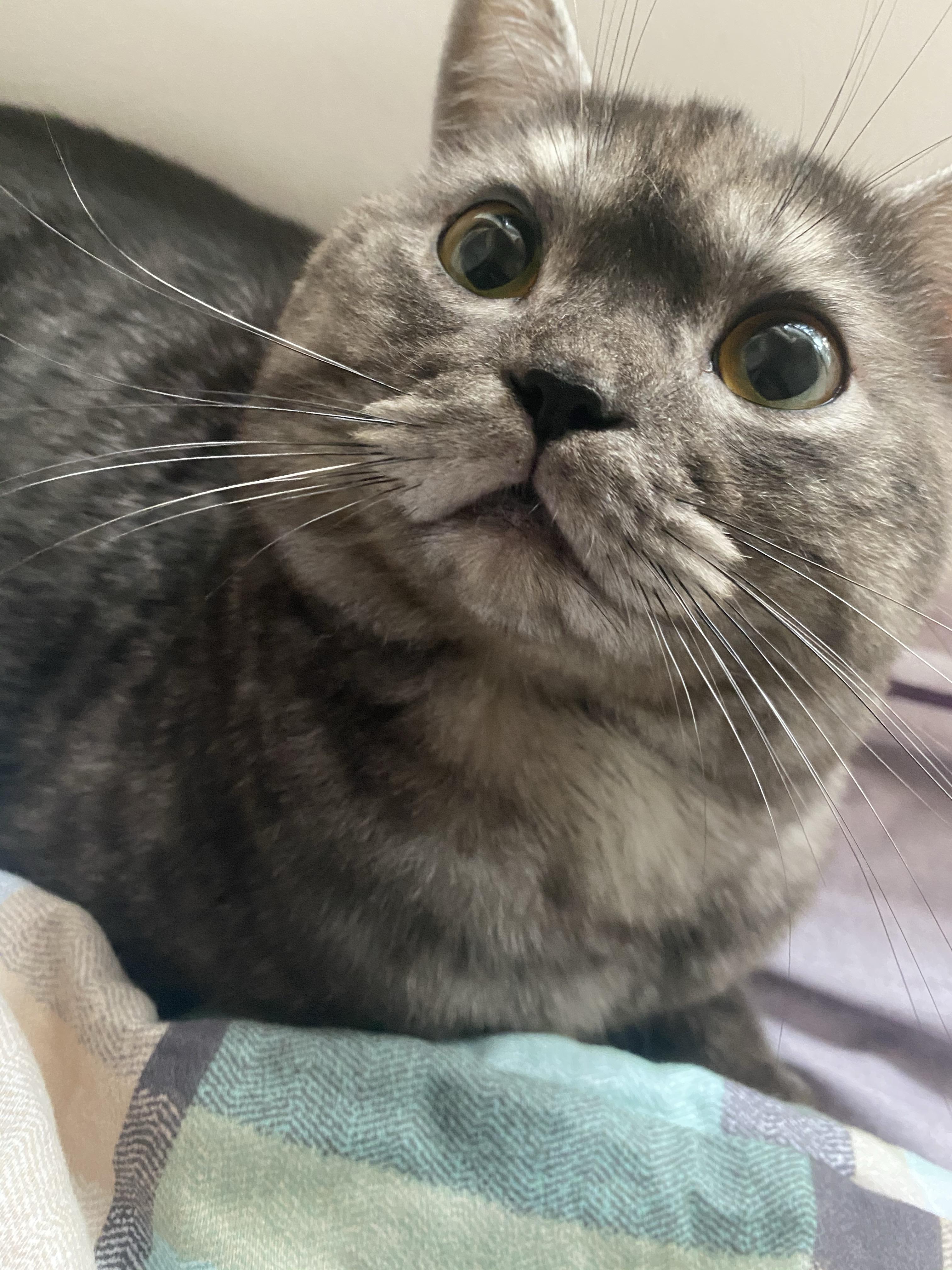 这只喵是烟色美短吗? - 知乎