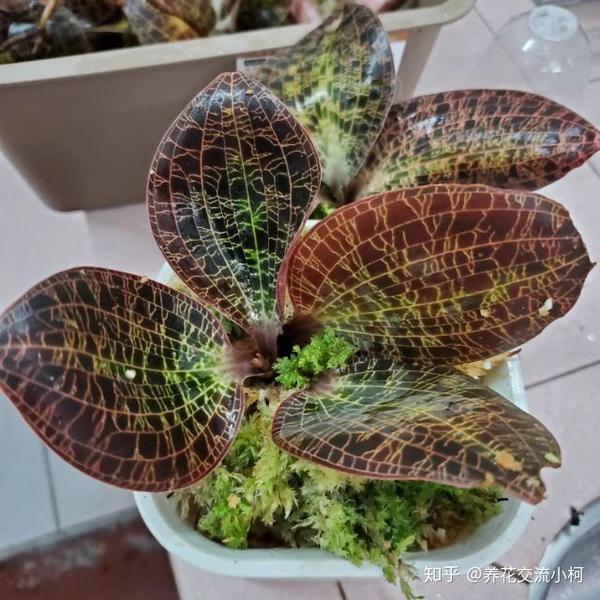 很招人喜欢的宝石兰 叶子闪闪发光 但注定是小众的观赏植物 知乎