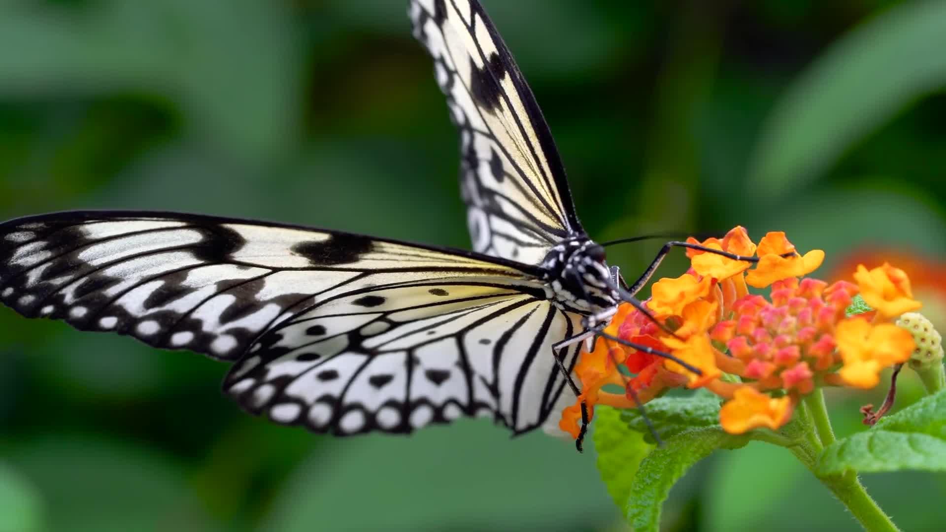 感受大自然的魅力夏日里的蝴蝶和鲜花一