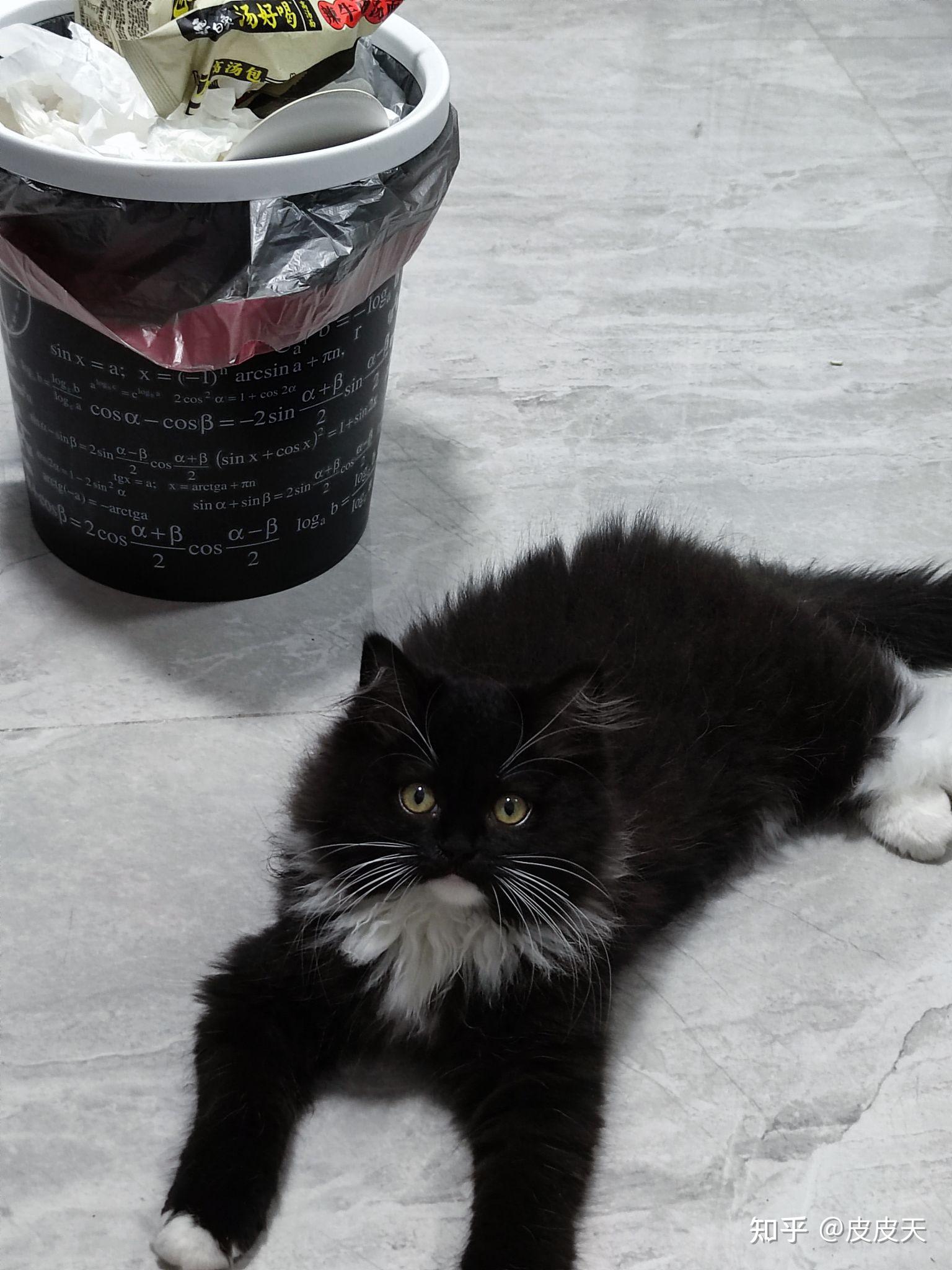 请问这只长毛黑白猫是什么品种?