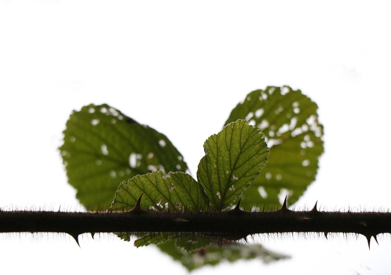 我国绿化面积是多少