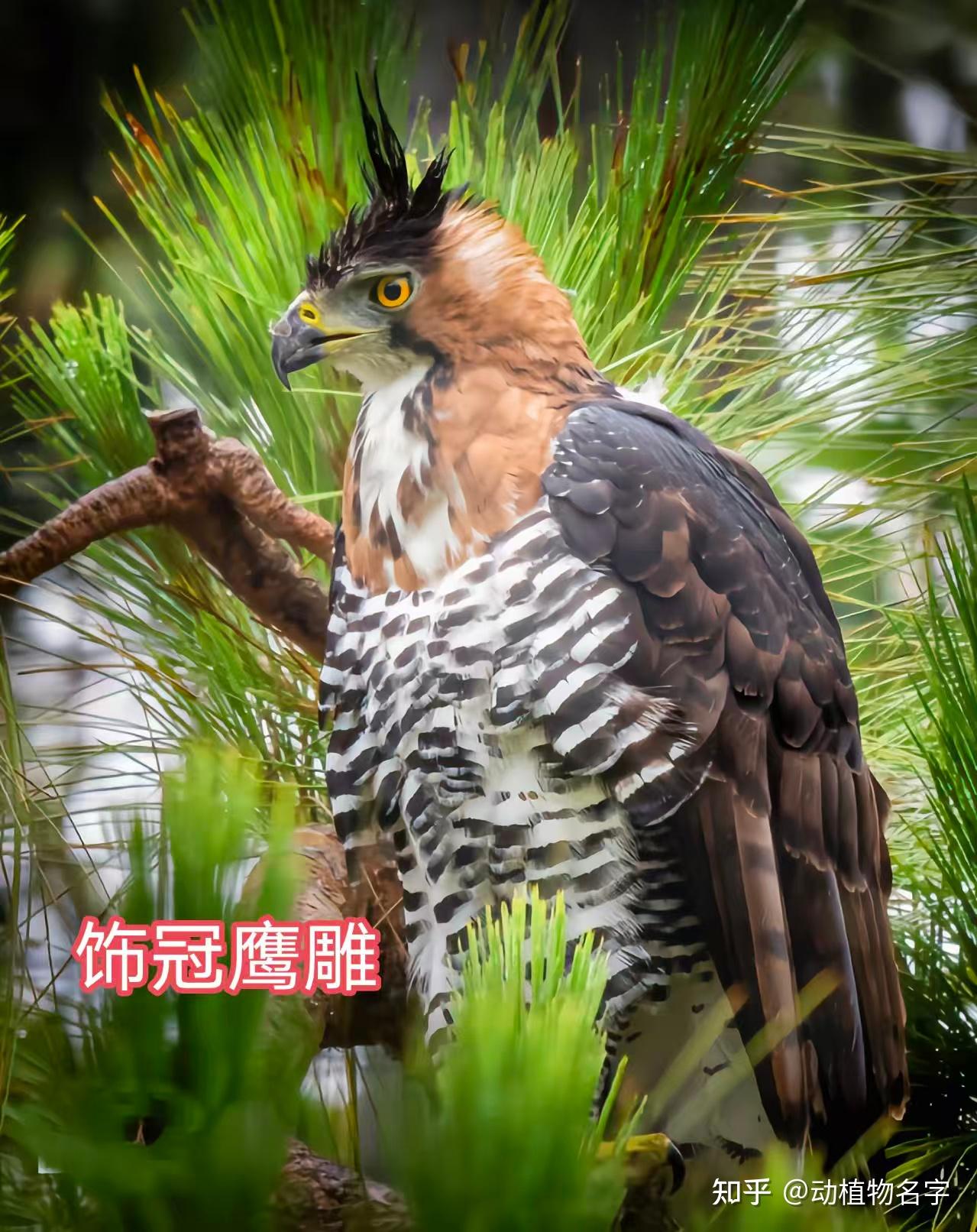 95图带您了解鹰科的鸟类,浅谈雕、鵟、鹰三类天空猛禽的区别 - 知乎