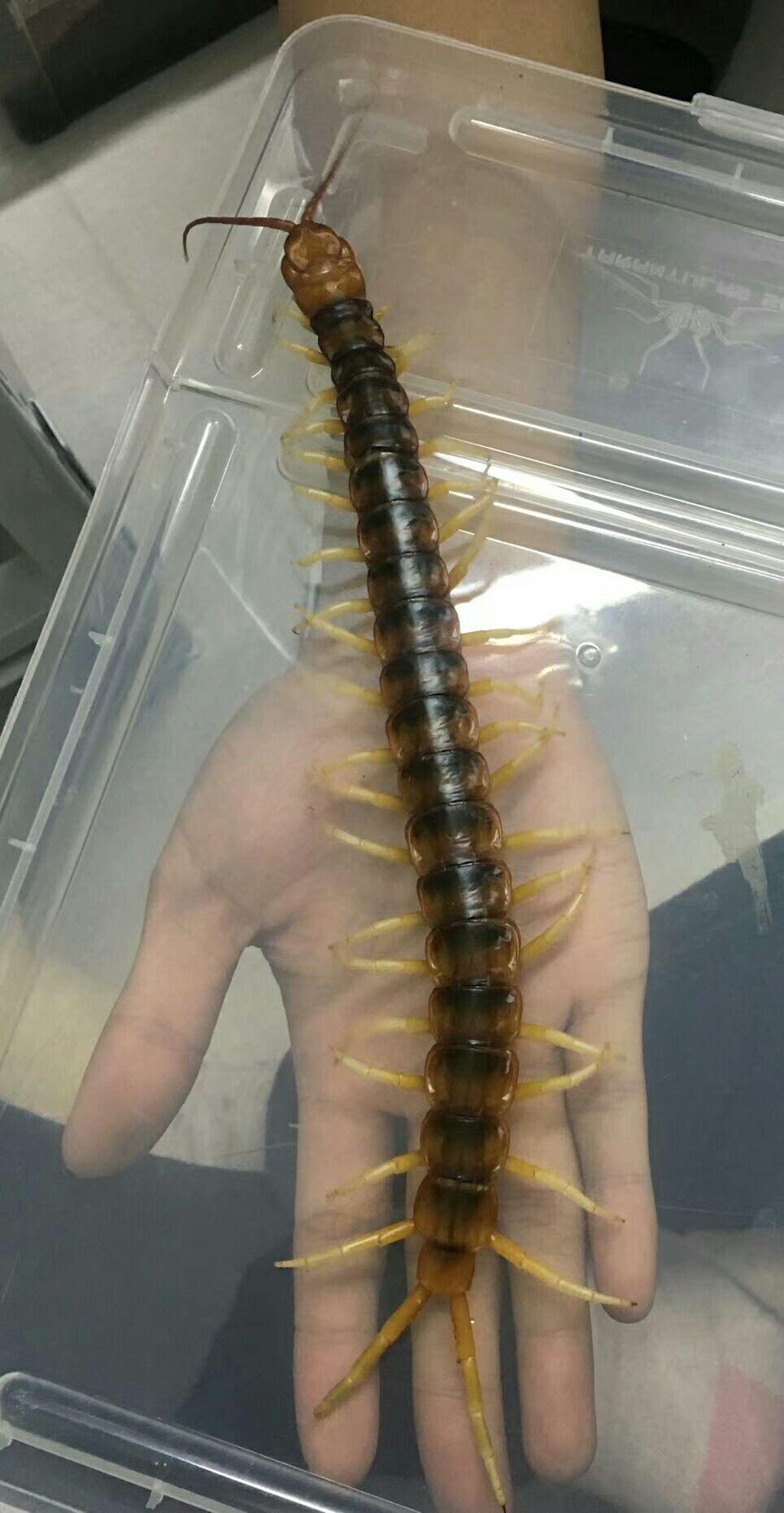 请问这是什么蜈蚣竟然可以长这么大