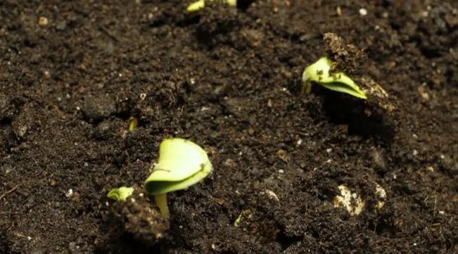 种子如何打破休眠