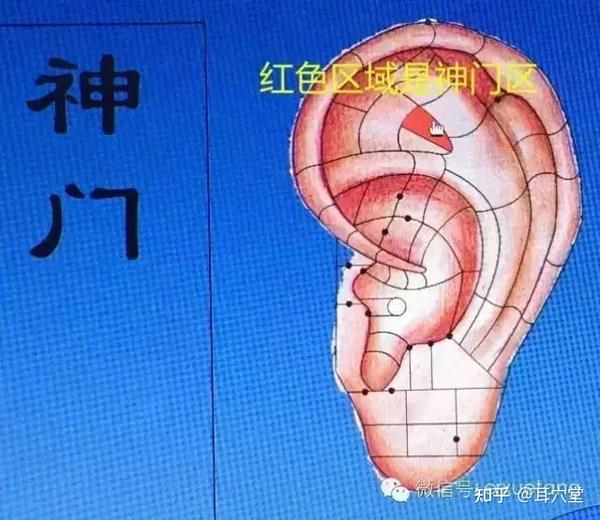 耳穴的定位与功能之1神门 - 知乎