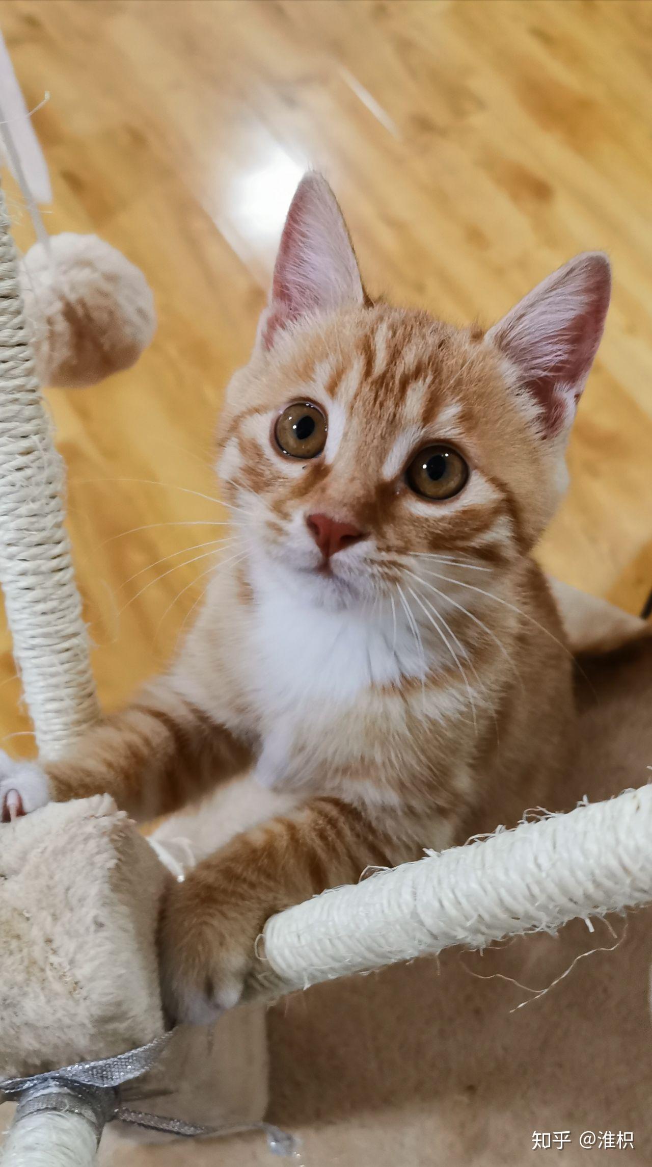 你见过最好看的橘猫长什么样? - 知乎