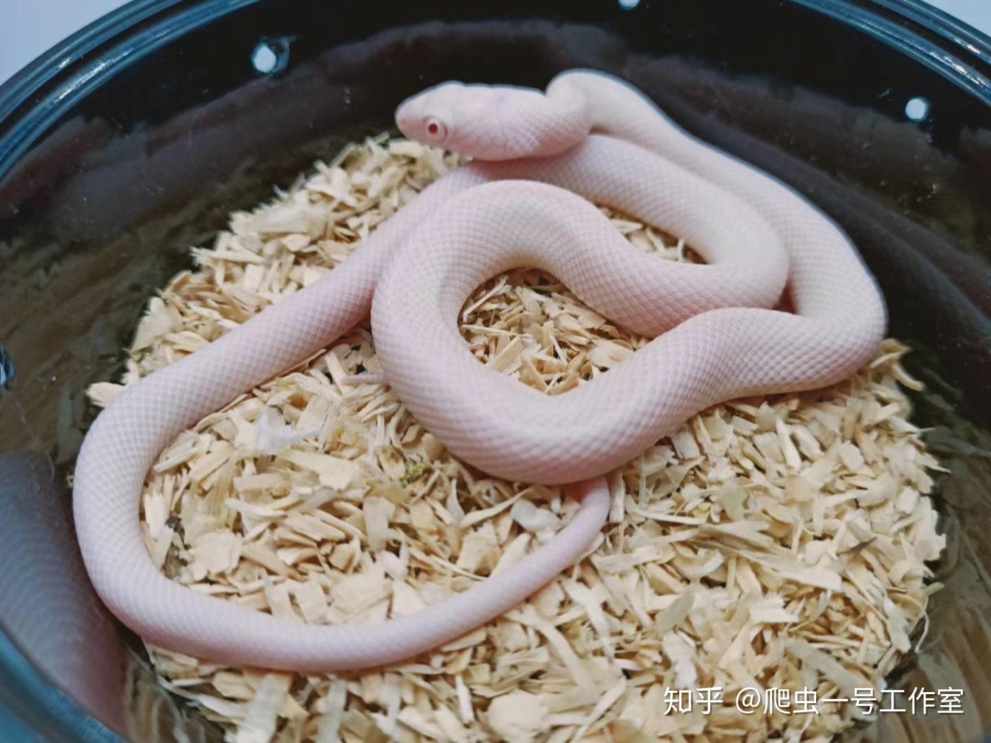 玉米蛇 - 知乎