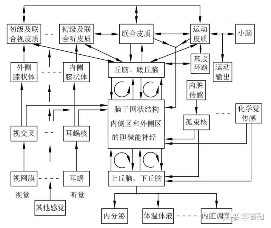 人脑工作机制 异常及疾病