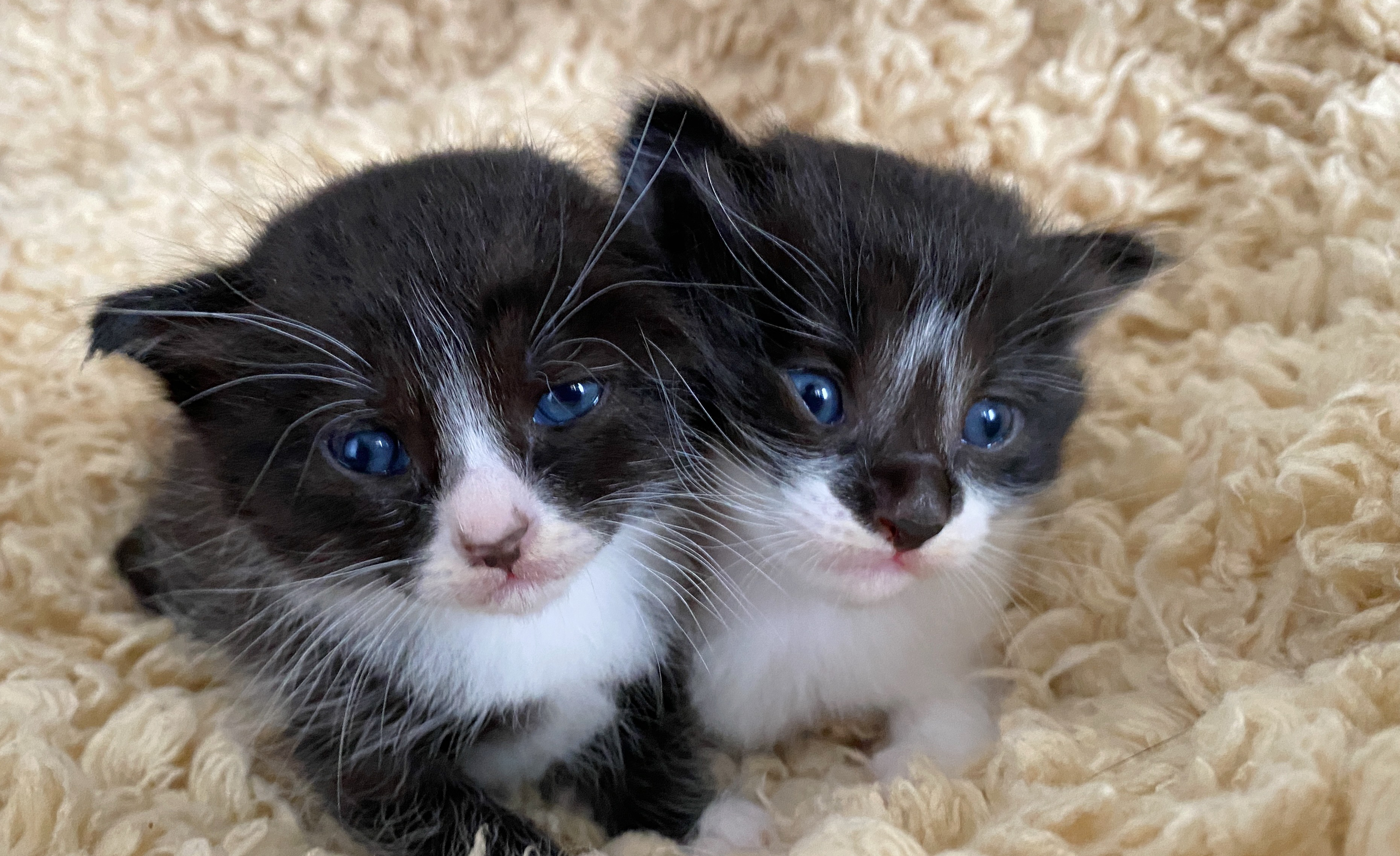 两只异瞳猫结合生下5只奶猫,萌翻了!养了半个月后却几近崩溃