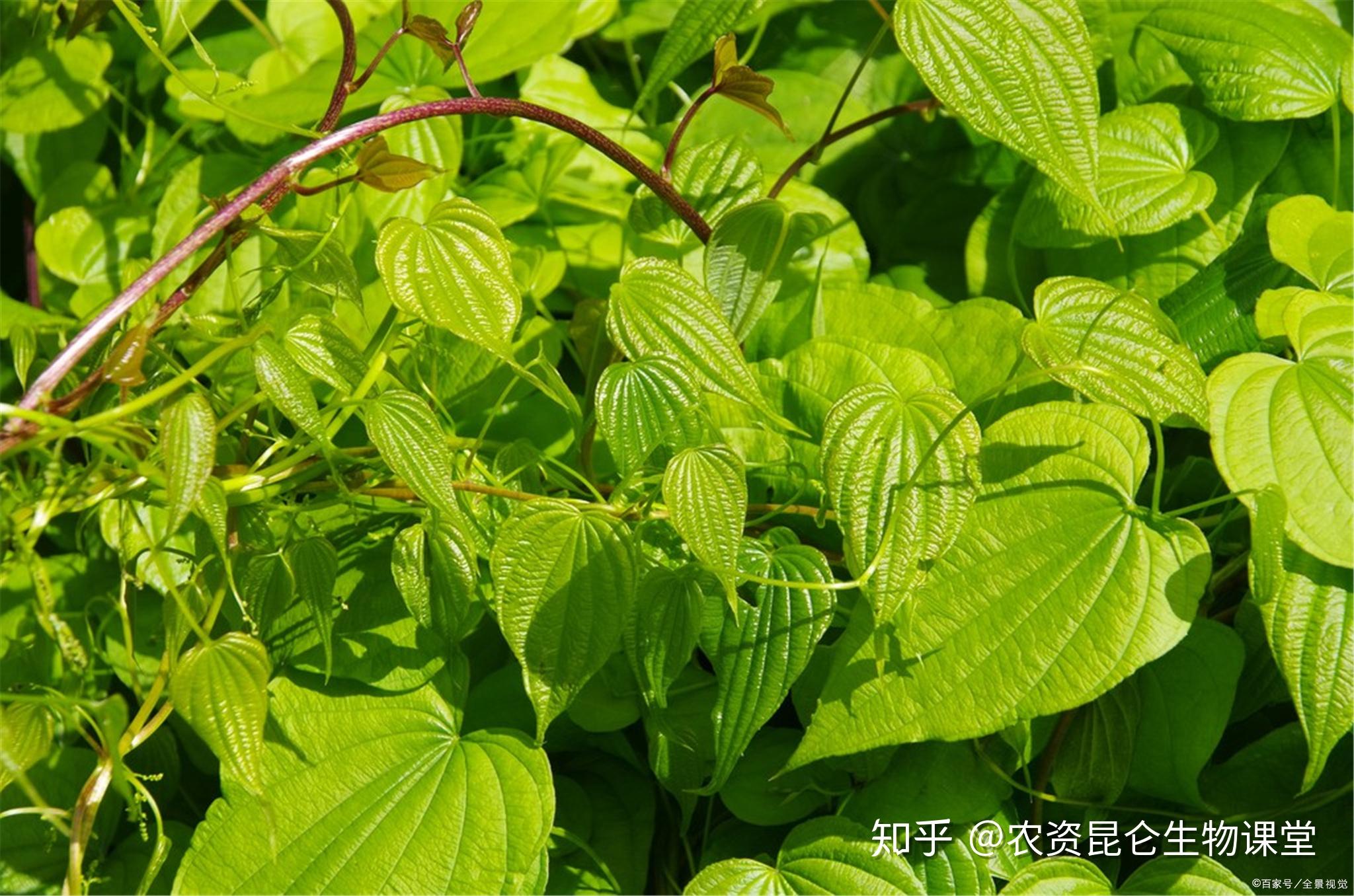 什么叫追肥什么叫底肥 v2-13fcc733f7e97df5835025d9d46d9f50_r.jpg