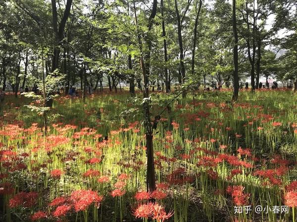 错过等一年 这个周末将迎来日本最大彼岸花花海 知乎