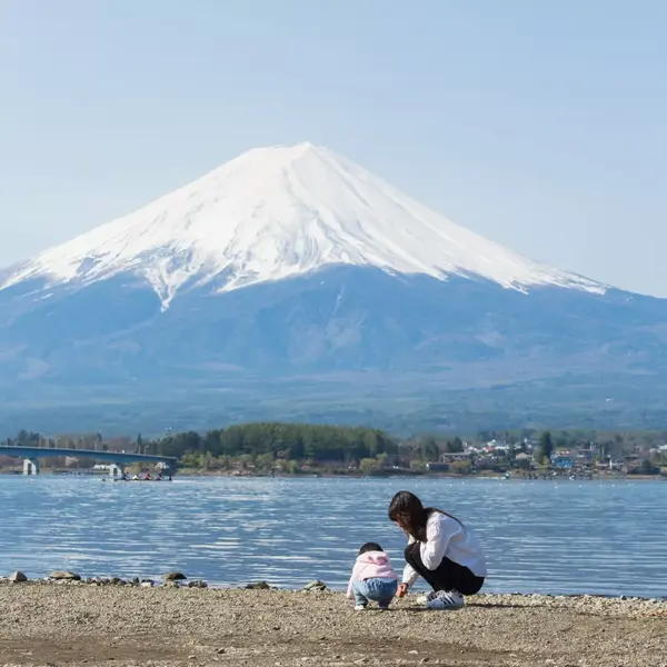 樱花下的富士山图片 富士山图片高清樱花 富士山图片高清手绘