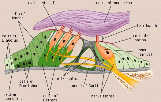 哪种人更容易被氨基糖苷类药物致聋与基因有关吗