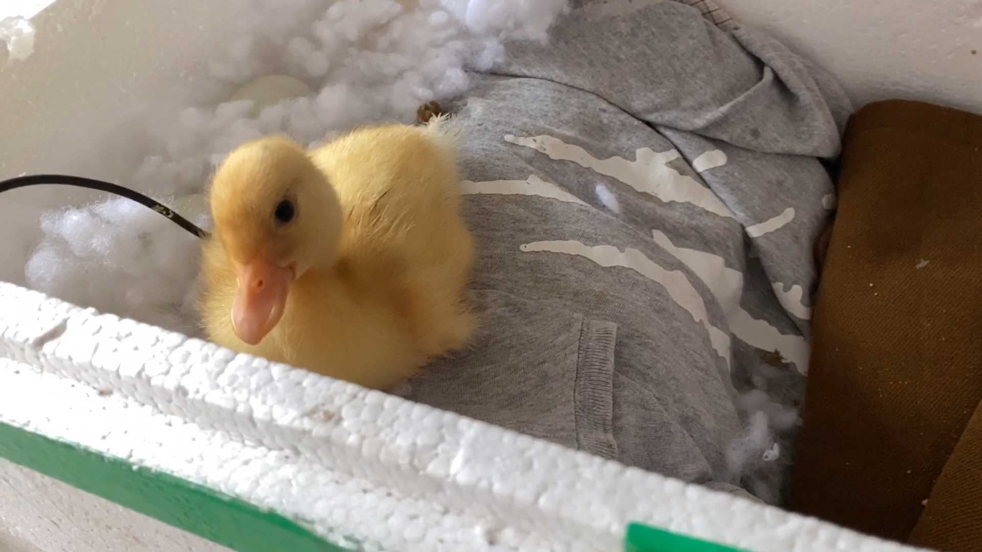 柯尔鸭出壳第二天看看它有多调皮