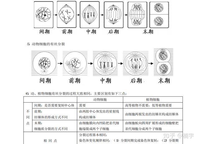 高考生物:有丝分裂,减数分裂学习策略!逢考必看,图文解析超详细