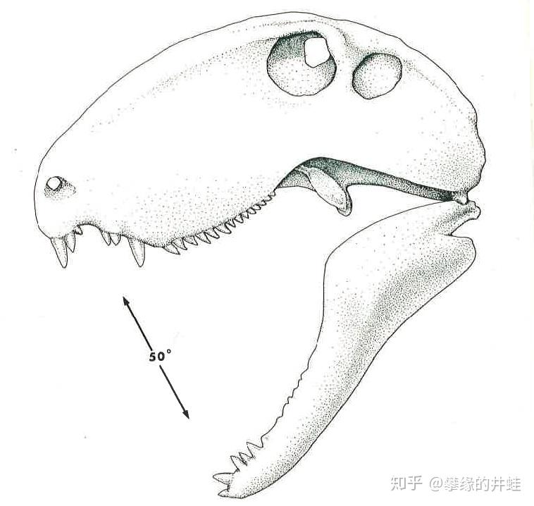 栉椎龙(ctenospondylus)长得像小号的异齿龙,二者是近亲.