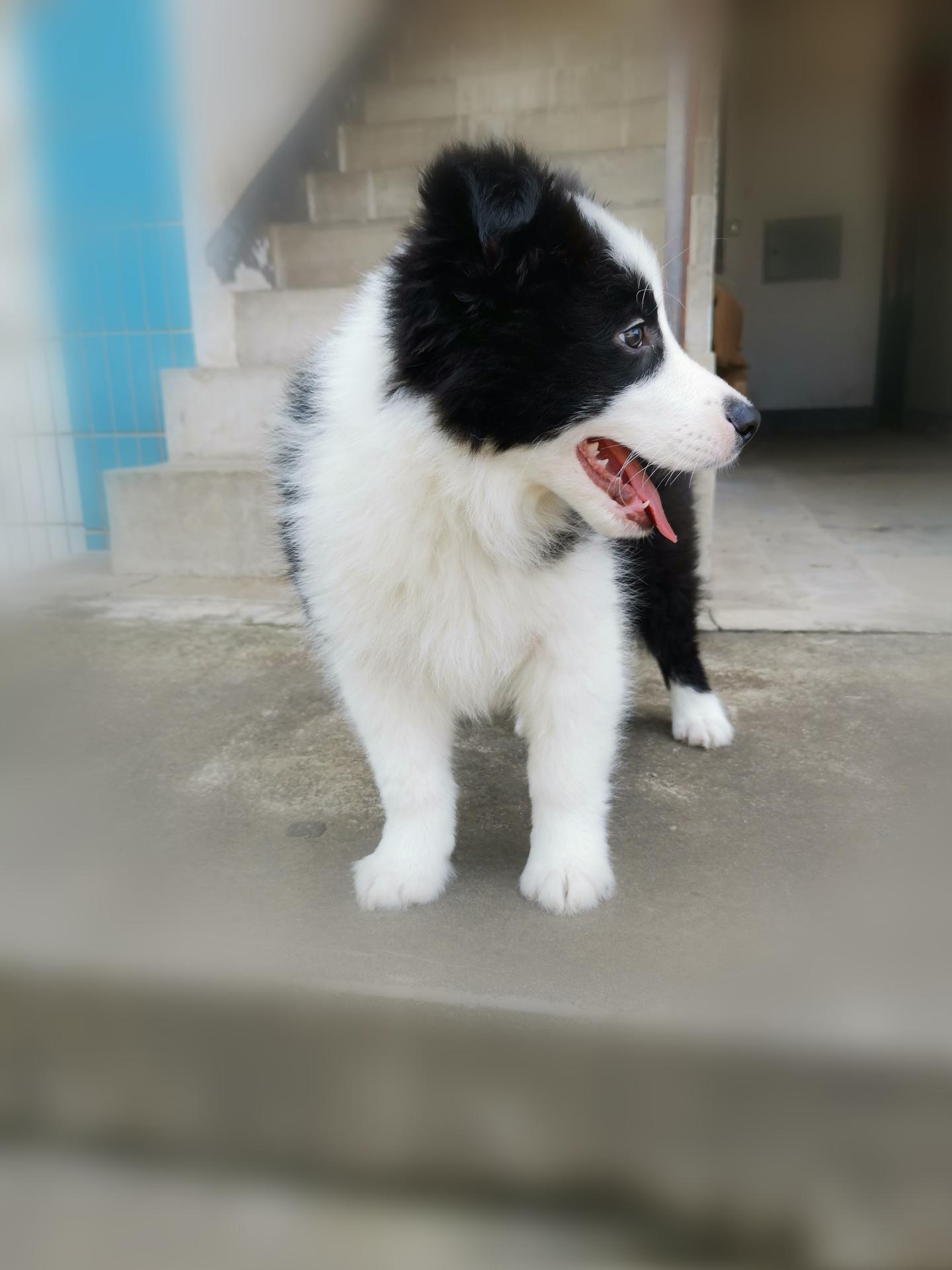 怎么教狗狗不能出门 v2-141169e9b29a6ecfd6e03dc8a3bb3429_1440w.jpg?source=172ae18b
