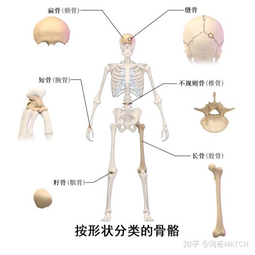 按部位:中轴骨(颅骨23/29块 躯干骨,四肢骨上肢骨 64块,下肢骨 62块