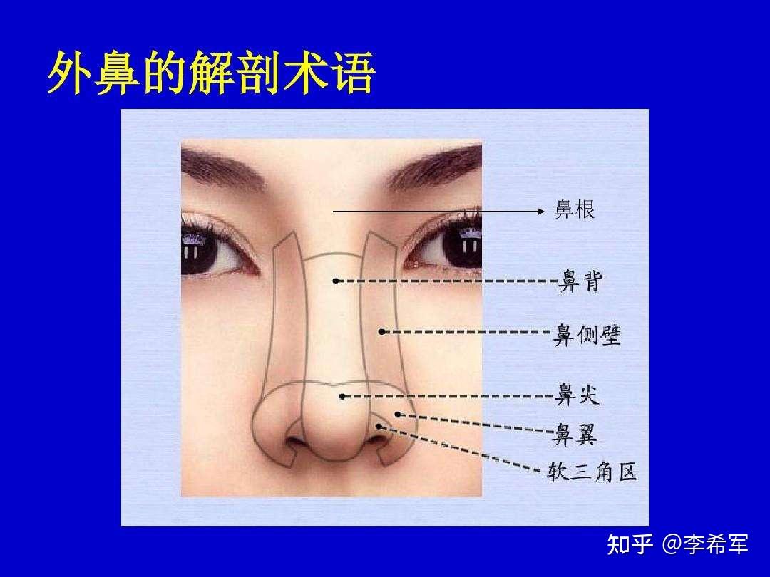 鼻骨与鼻翼软骨相关介绍 - 知乎