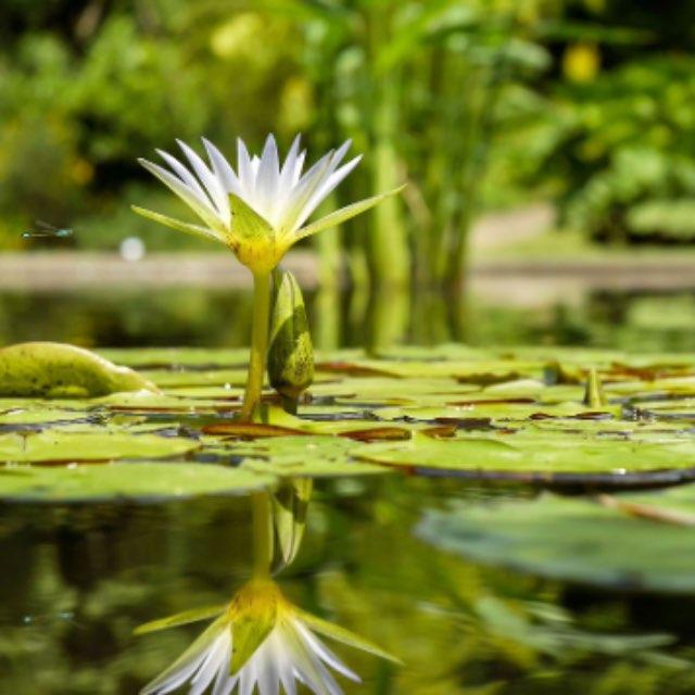 小事 · 在一片洼地倒下一湖水，没有任何生物，十年后湖里会有生物吗？