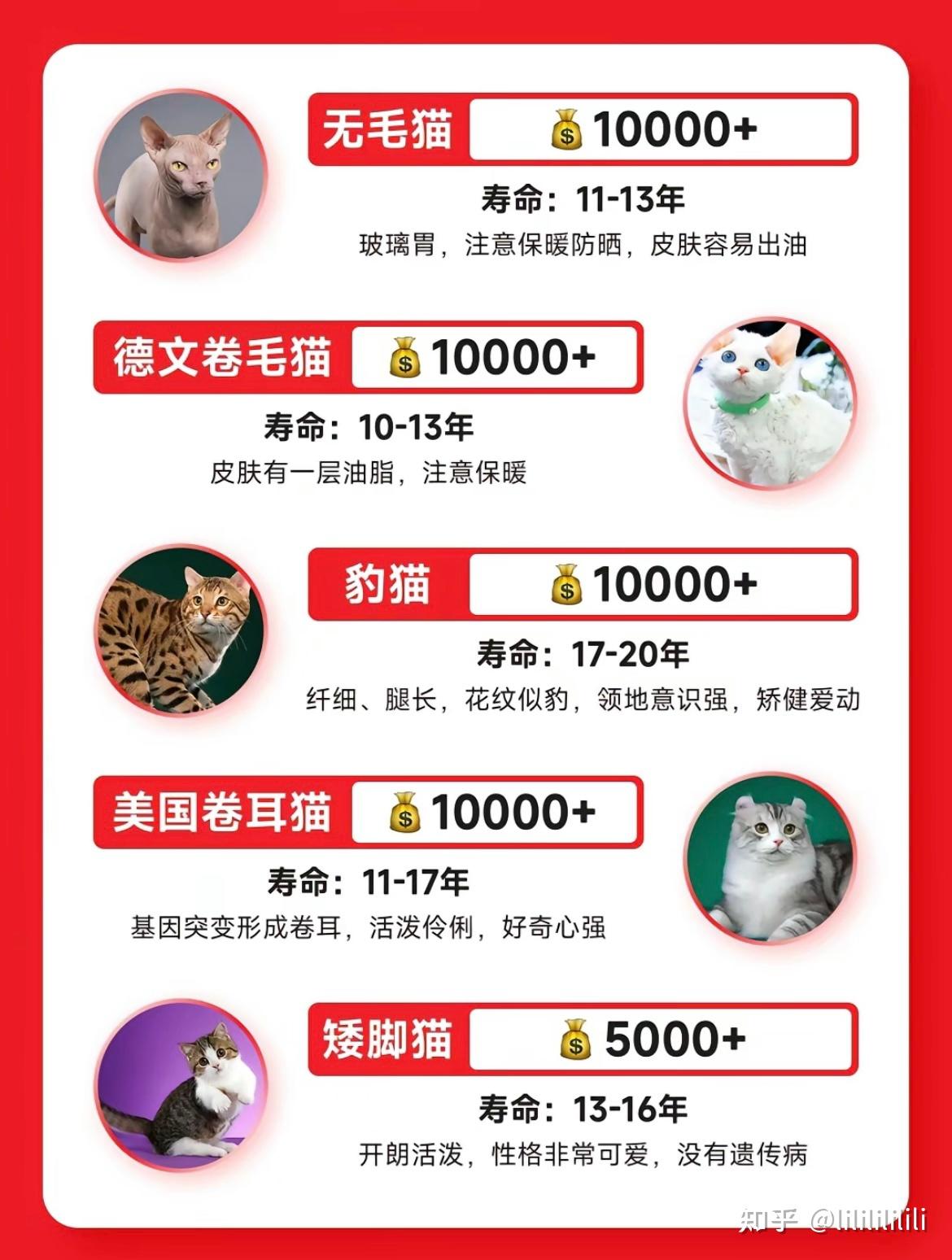 猫猫！救星！最全的猫猫种类大全 - 知乎