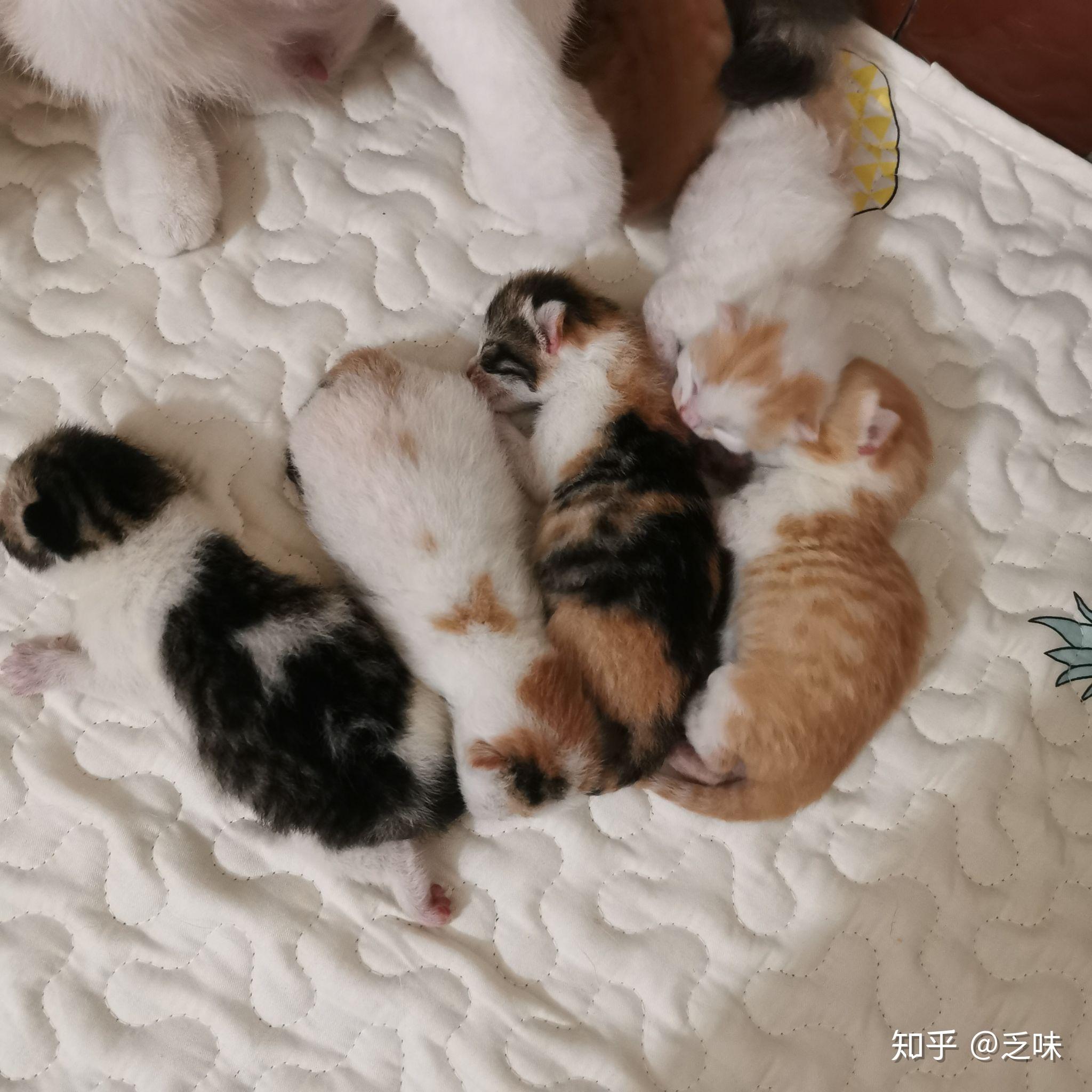 一只公虎斑美短和一只母英短乳白凯米尔色配会生出什么样的小猫咪呢