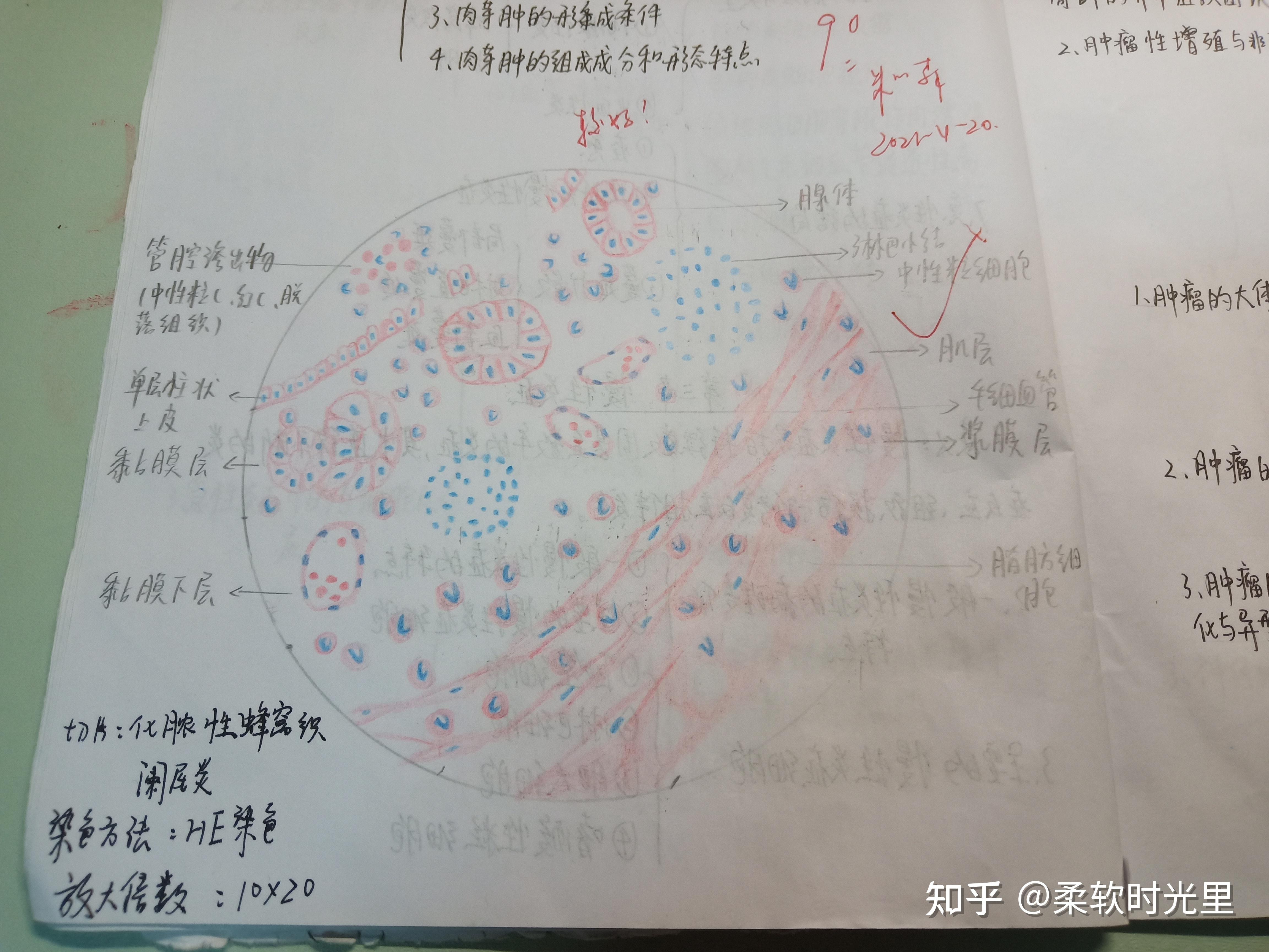 大吞噬实验手绘图图片