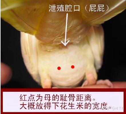 玄凤鹦鹉怎么分公母?头顶秃了一小块,还能长出来吗? - 知乎