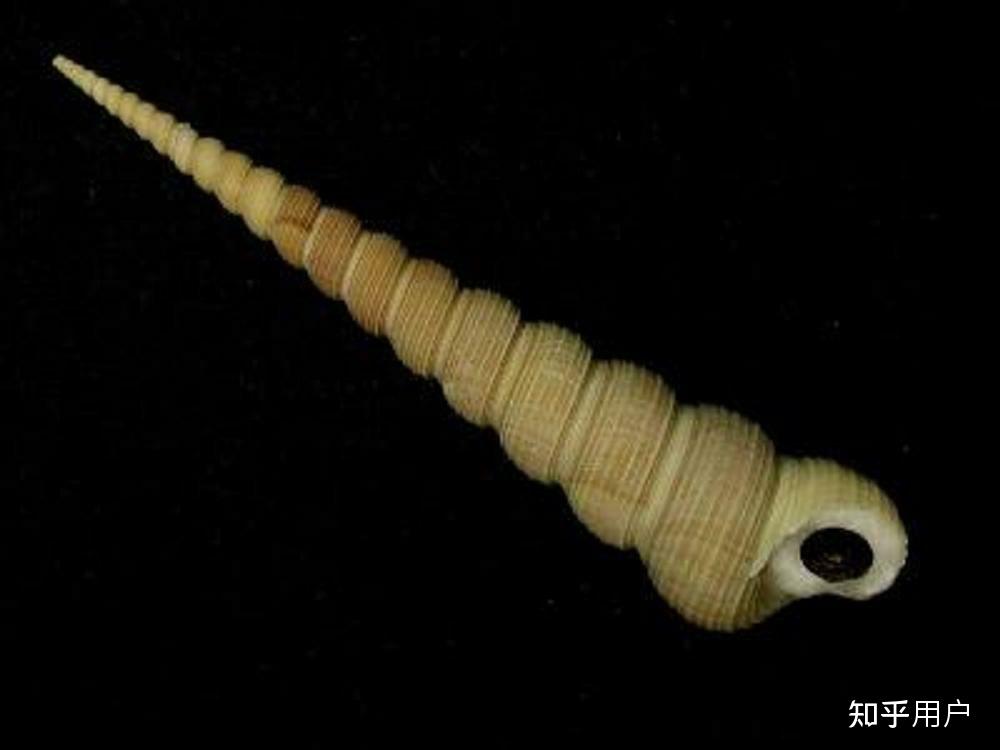 钉螺不是血吸虫的主要宿主吗为什么烧烤店还有卖这个的钉螺能吃吗