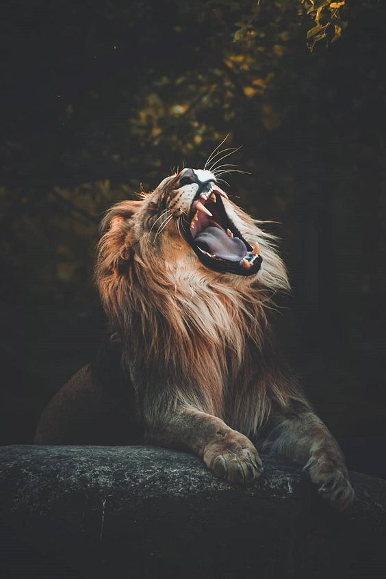 有没有适合做壁纸的霸气动物图? - 知乎