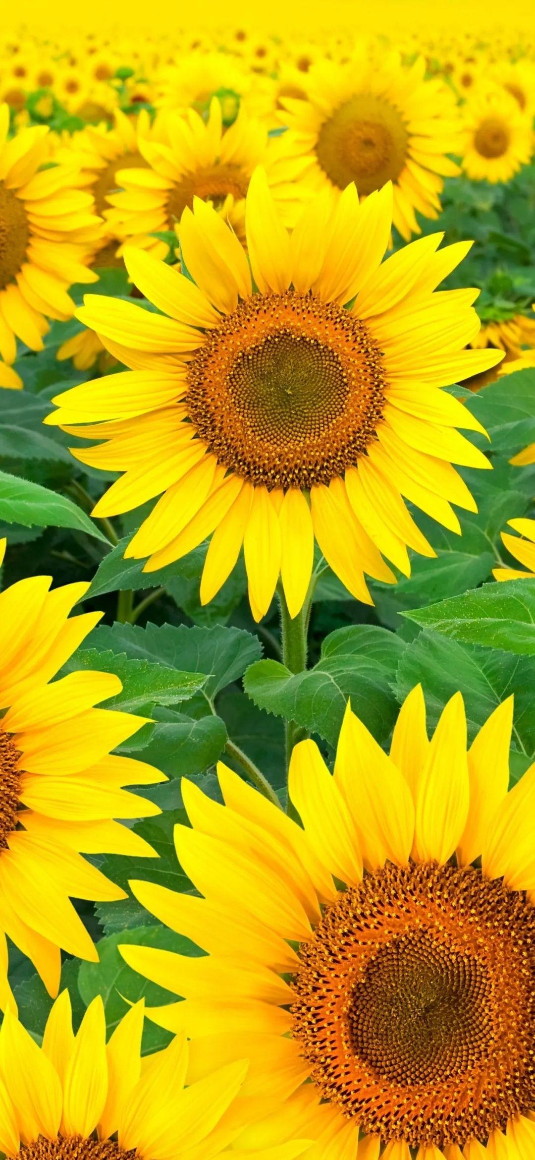 有没有都是向日葵的壁纸呢,让人看了心情超好的?