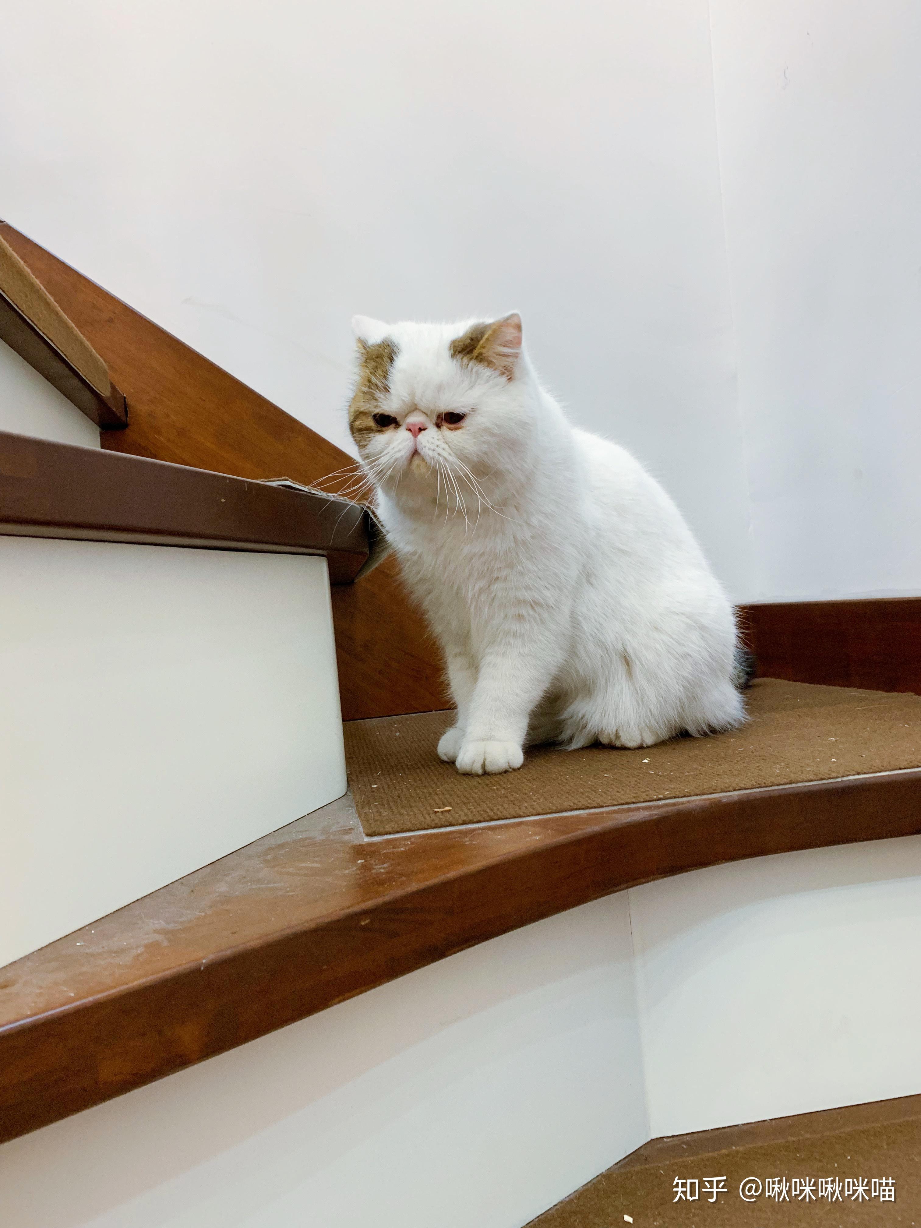 你有哪些家里猫咪的照片想要分享?