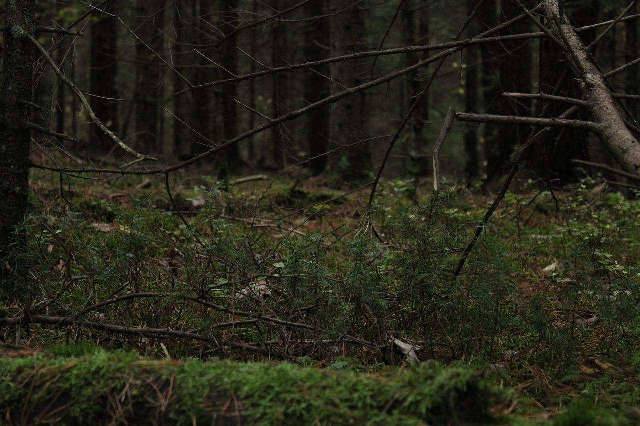 森林夜曲：狼嚎声声