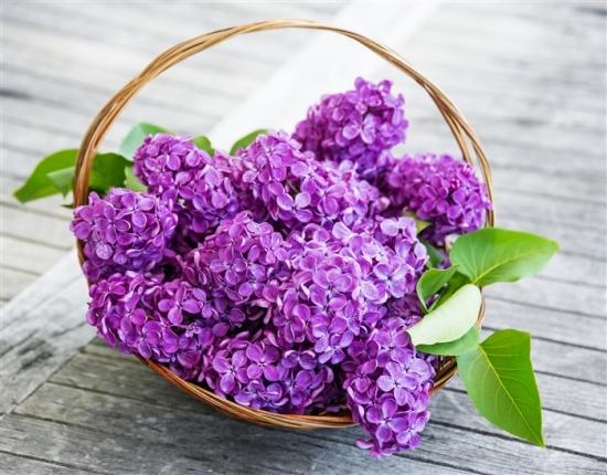 盘点10种最美丁香花品种 看看你家养的是啥品种的 知乎 盘点10种最美丁香花品种 看看你家养的是啥品种的 知乎