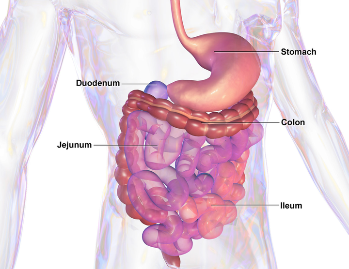 胃肠道Gastrointestinal tract - 知乎