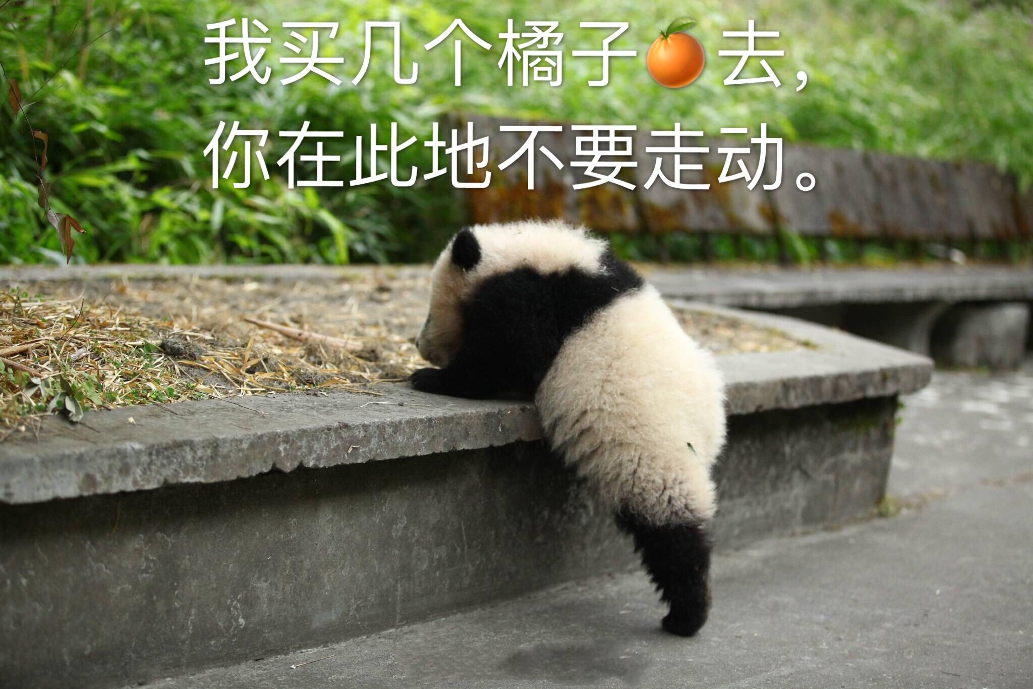 如何幽默机智地回复我去买几个橘子你就站在此地不要走动