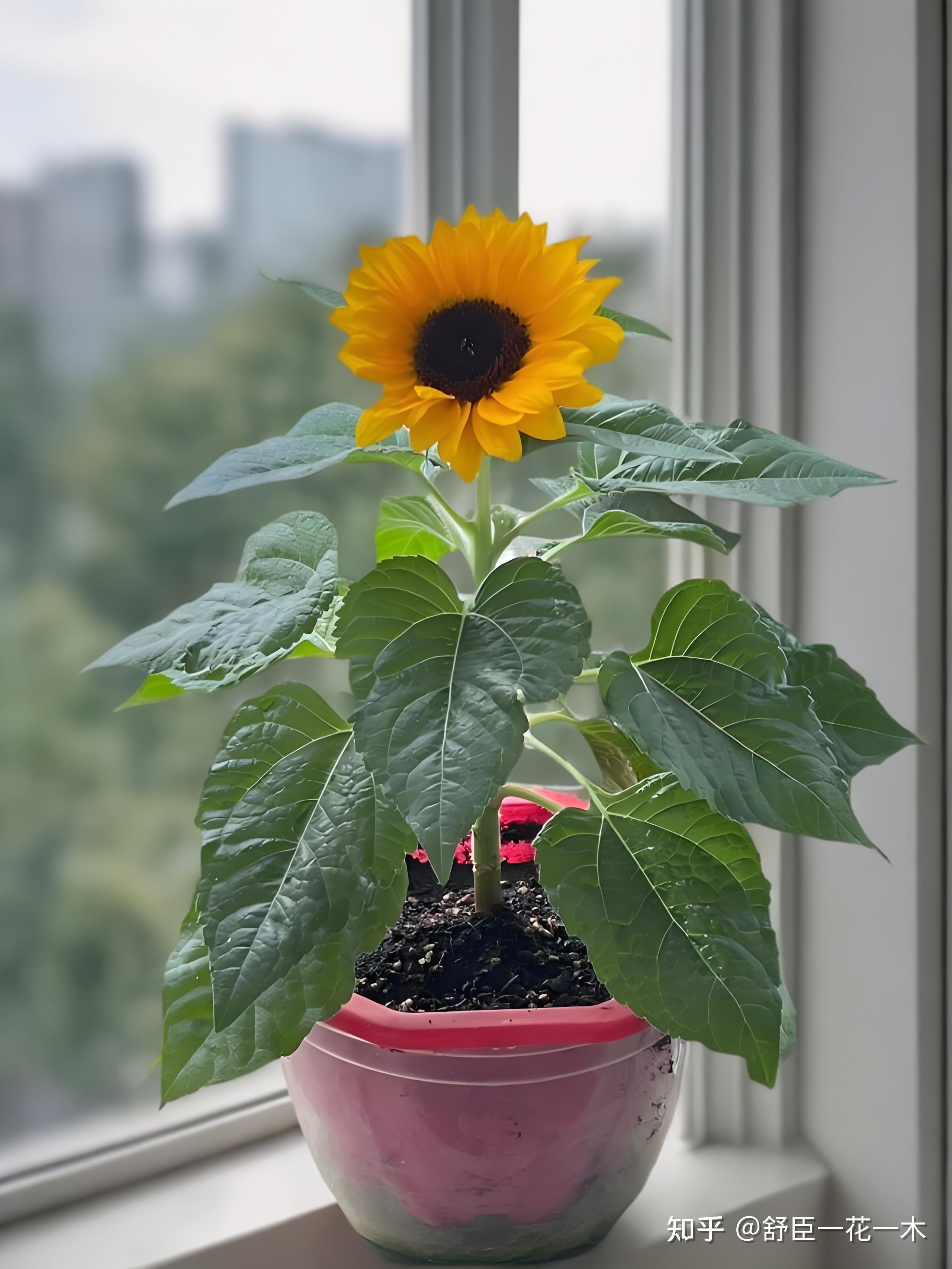 向日葵盆栽的家庭养法是怎样的?