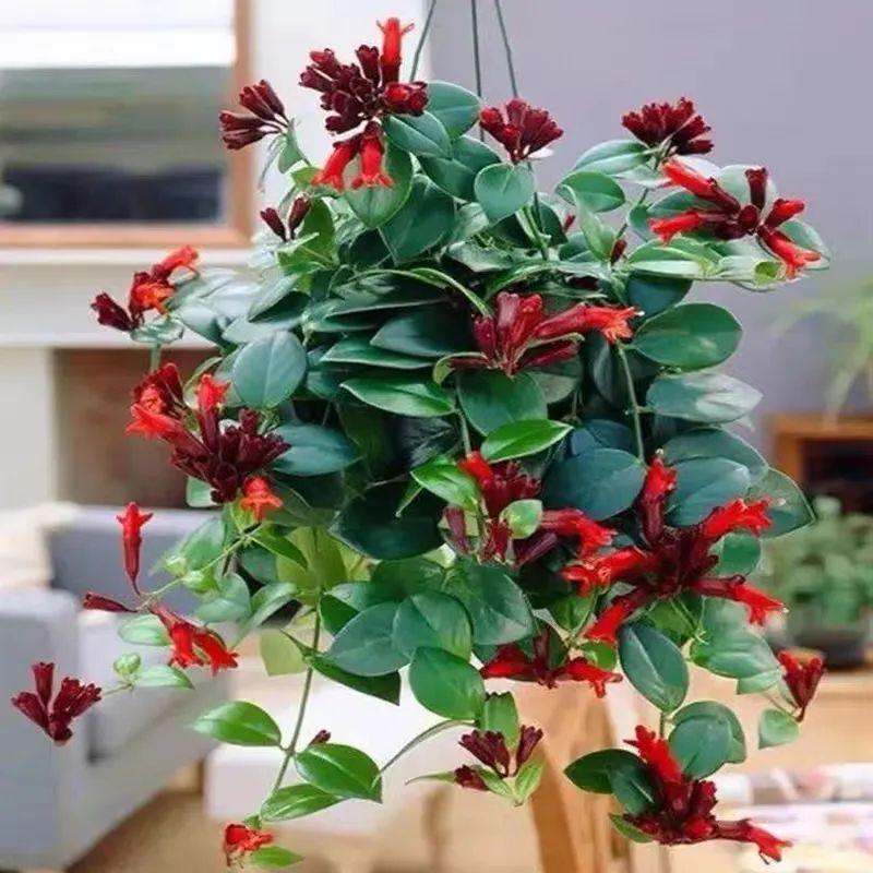 口红吊兰用什么催开花(口红花怎么养叶绿花美)插图(1)