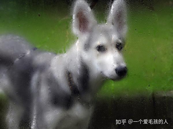 犬钩端螺旋体症状与治疗 犬钩端螺旋体前期症状 崇爱网