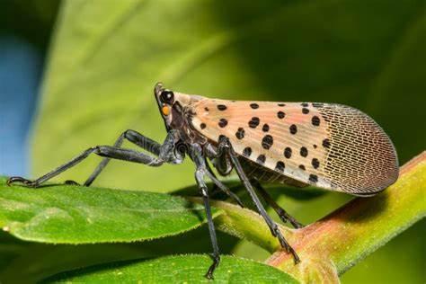 insectNet：使用端到端机器学习管道实时识别昆虫 - 知乎