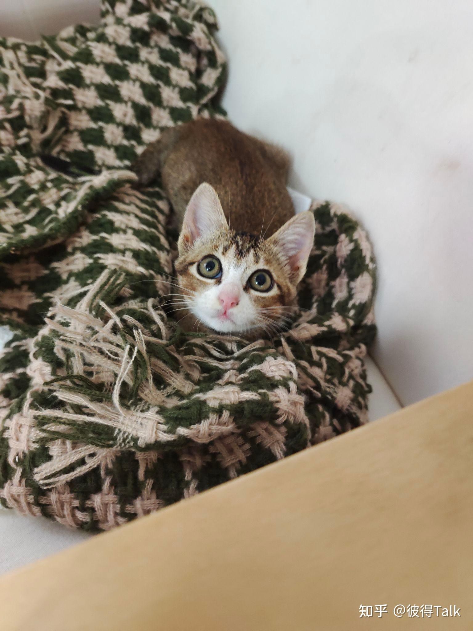 养雀猫(麻猫)是一种怎样的体验? - 知乎