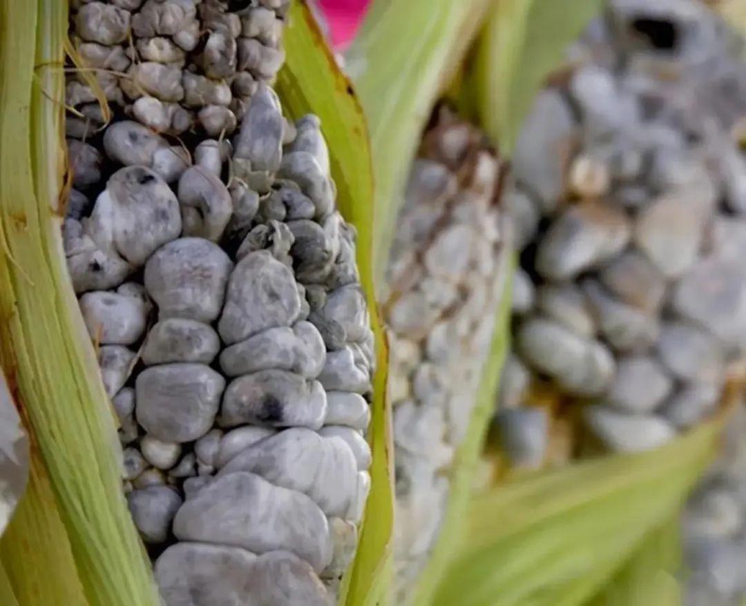 玉米被真菌感染,竟成了网红"黑松露"!