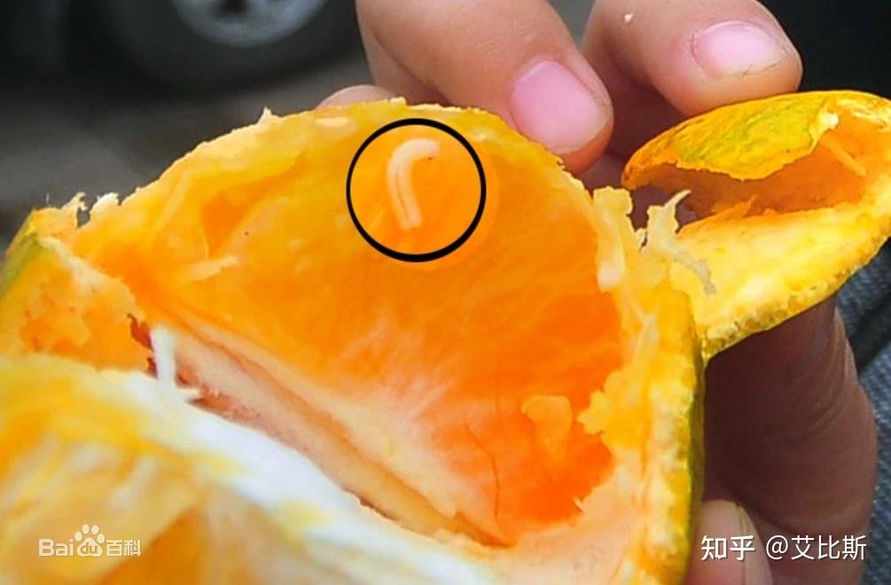 网传重庆女子吃橘子吃到活蛆网友水果里有果蝇很正常很多人都碰到过真