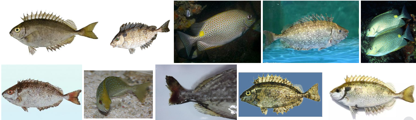 1 篮子鱼养殖现状篮子鱼(little spinefoot,siganus spinus)又名泥猛