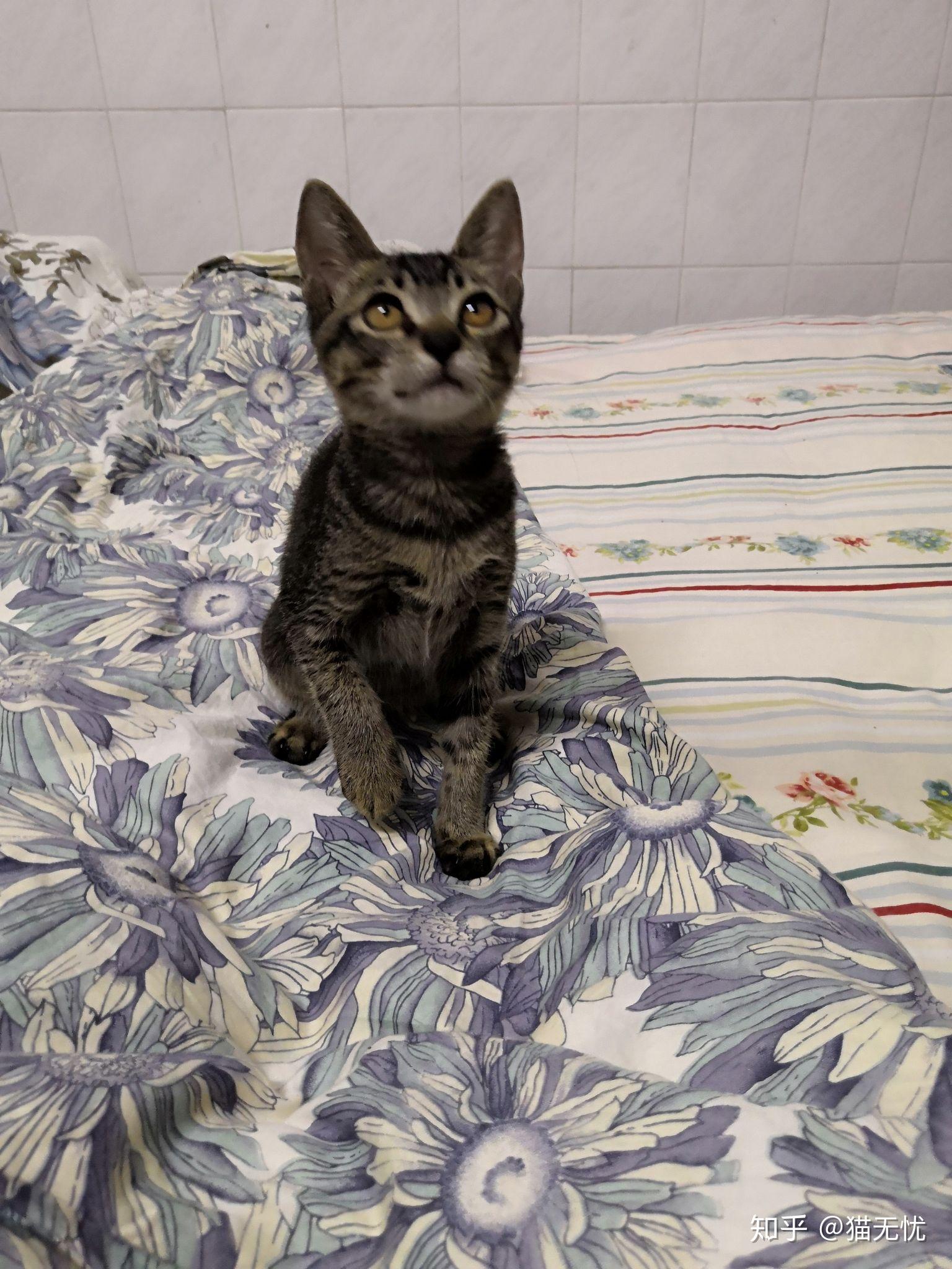 养六个月以下的小奶猫是怎样的体验