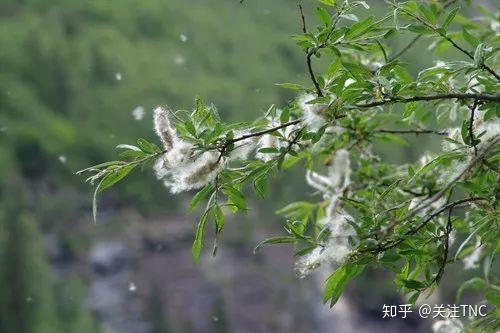 迎面扑来的柳絮到底是什么? - 知乎
