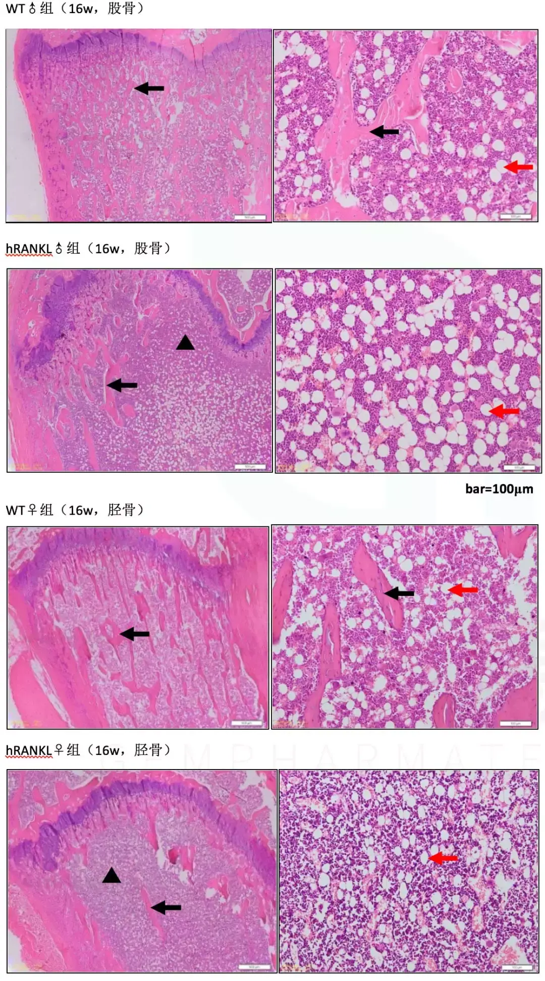 组织学检测:he染色:←黑箭头所指为骨小梁←红箭头所指为脂肪细胞