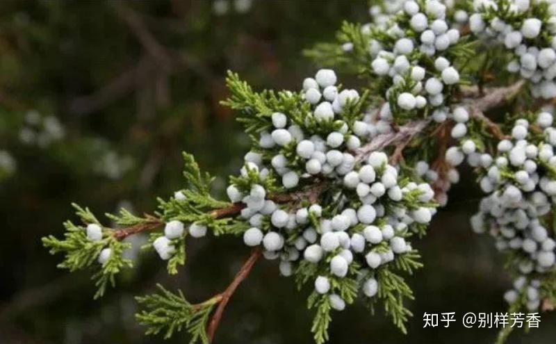 图为 维吉尼亚雪松■  维吉尼亚雪松又叫维吉尼亚香柏,跟大西洋雪松